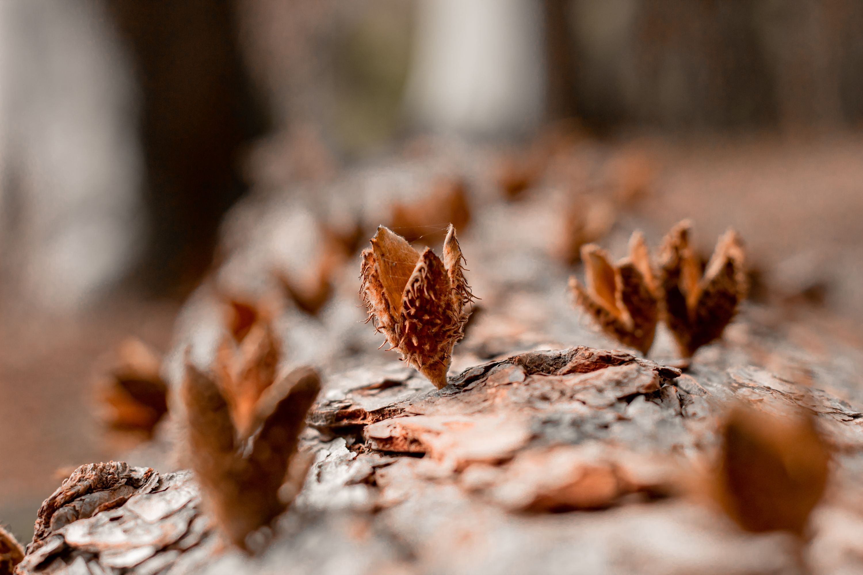 Herbst